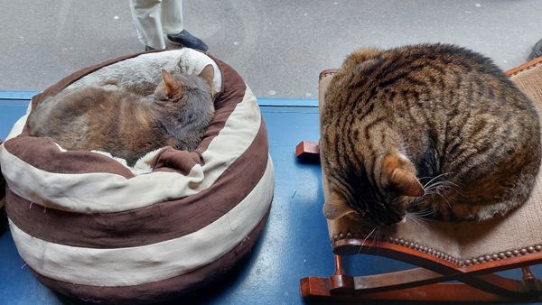 Kuscheln mit Katzen beim Kaffee