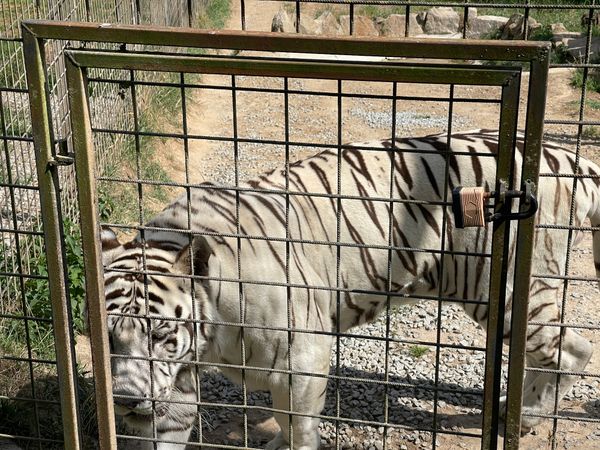 Ein tierisches Abenteuer für die ganze Familie