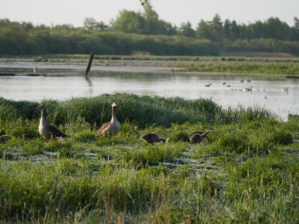 Vogelvielfalt im Vogelbiotop am Meerbruch