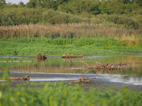 Vogelvielfalt im Vogelbiotop am Meerbruch