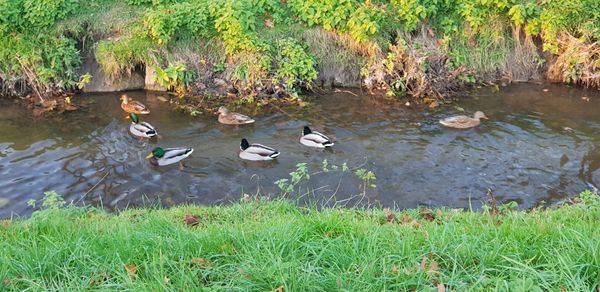 Naturerlebnis und Erholung im Erftauenpark