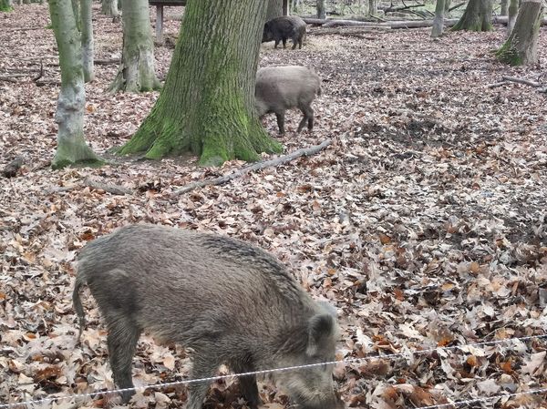 Greifvögel hautnah im Umweltbildungszentrum