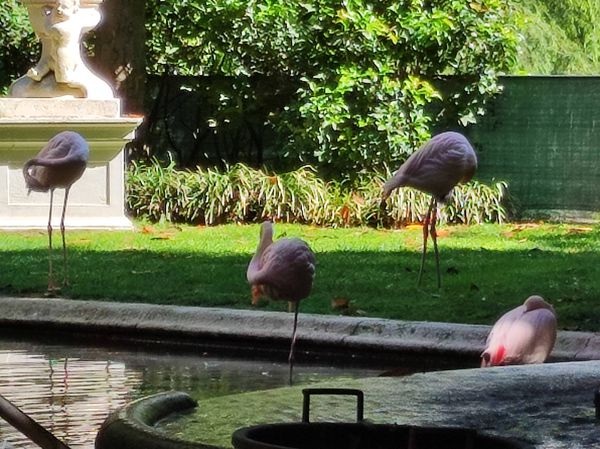 Überraschende Flamingos in Mailand