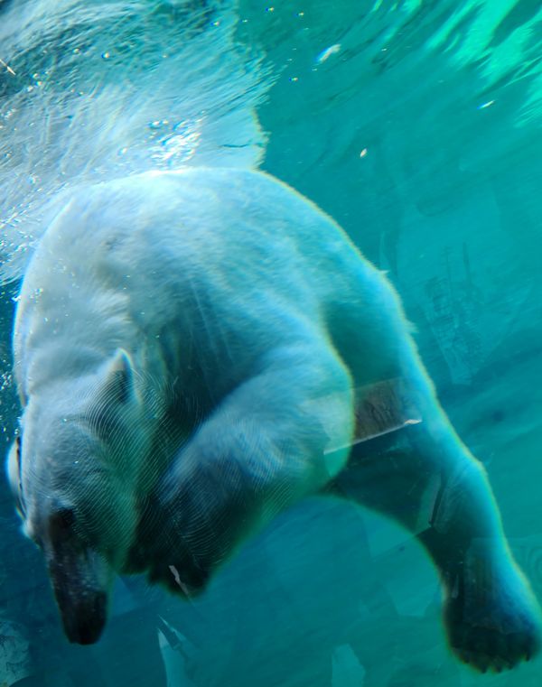 Eisbären und Pinguine hautnah