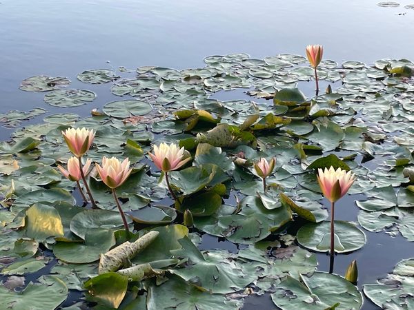 Der älteste Botanische Garten der Welt