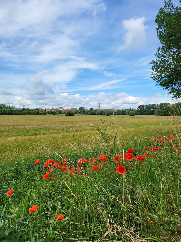 Natur pur am Stadtrand