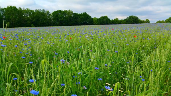 Erlebe Bio-Landwirtschaft hautnah