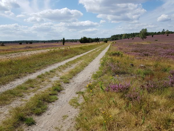 Ausgedehnte Heideflächen und Wanderglück