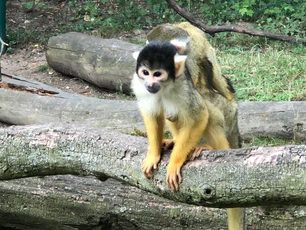 Exotische Tiere in Darmstadt