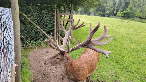 Naturerlebnis mit heimischen Wildtieren