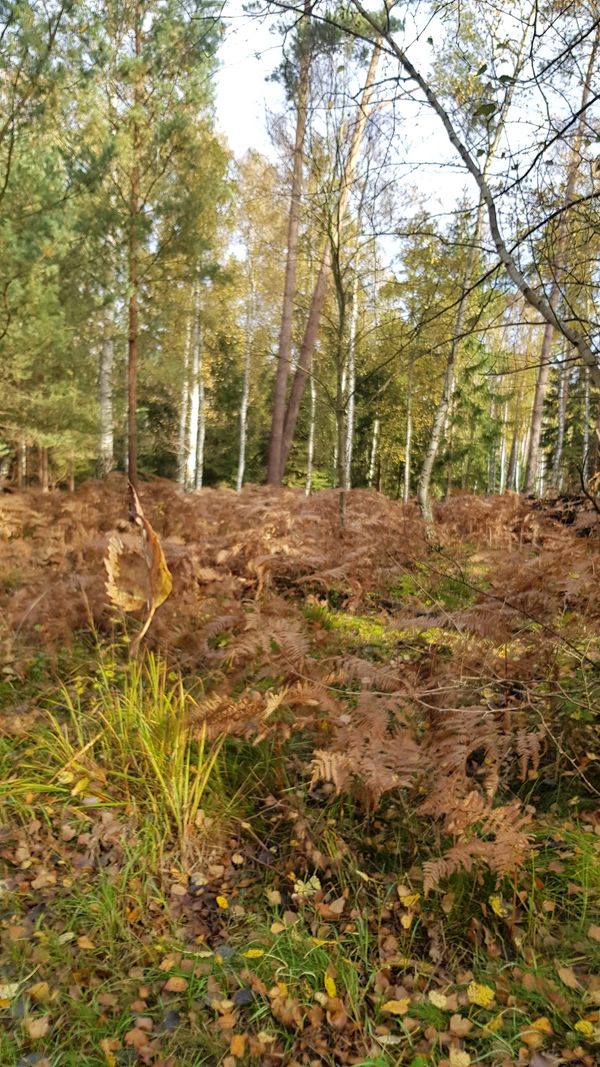 Natur pur in riesigem Waldgebiet