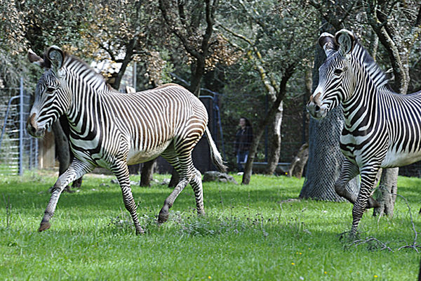 Wildtierabenteuer für die Familie