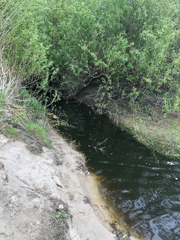 Uralte Eichenhaine in unberührter Natur