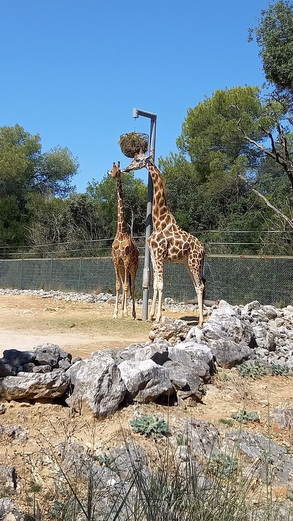 Wildtierabenteuer für die Familie