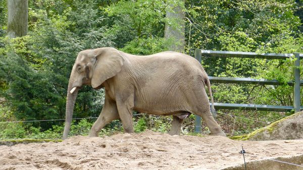 Tierische Abenteuer für die ganze Familie