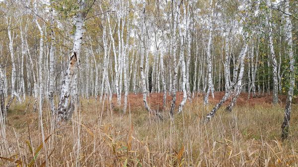 Natur pur in riesigem Waldgebiet