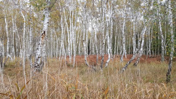 Natur pur in riesigem Waldgebiet