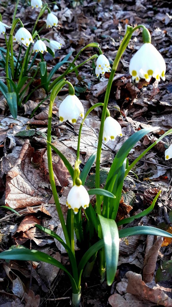 Märchenwald im Frühling erleben