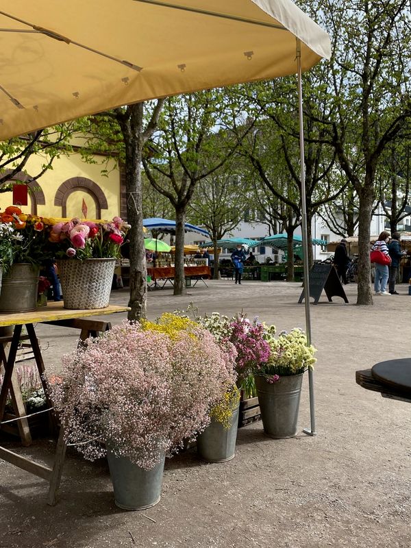 Frische Ernte direkt vom Feld – Bauernmarktbesuch