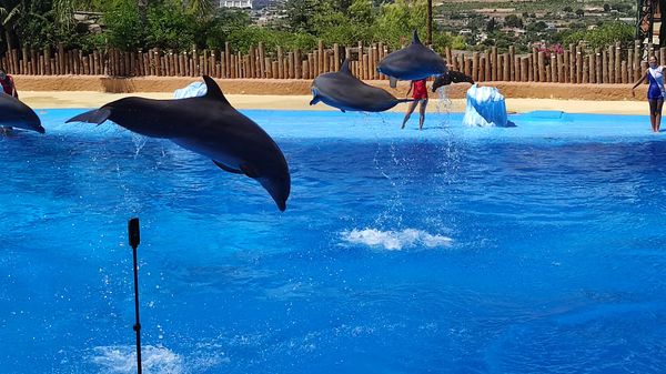 Schwimmen mit Seelöwen