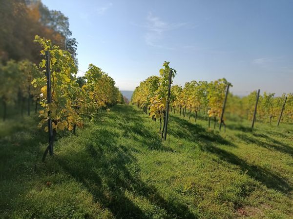 Städtische Winzerei entdecken