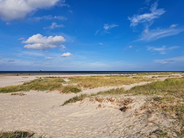 Natur pur in der Dünenlandschaft Laboe