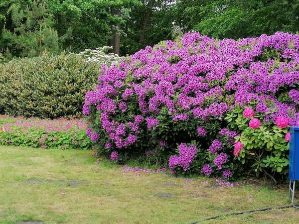 Farbenpracht im Rhododendron-Park