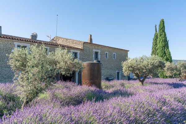 Erlebe die lila Pracht der Provence