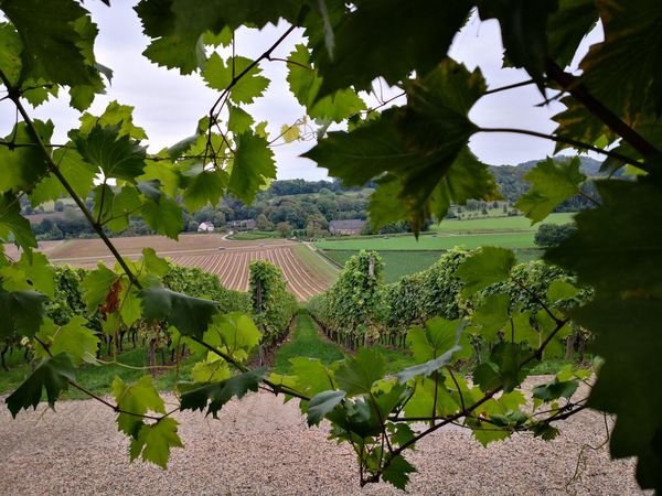 Weinverkostung mit Aussicht