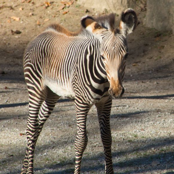 Tierisches Vergnügen für die ganze Familie