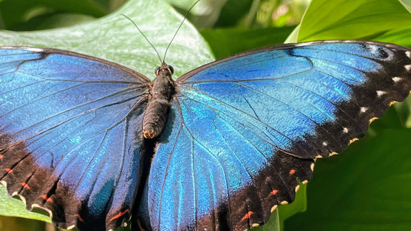 Flatternde Schönheiten im Schmetterlingsgarten