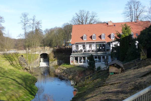 Naturabenteuer im dichten Wald