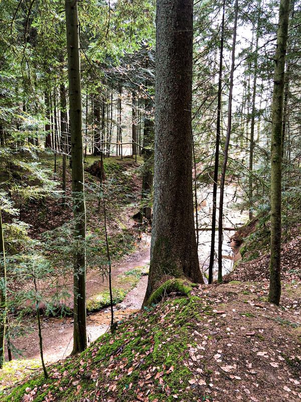 Abenteuer im Erlebnis-Waldpfad