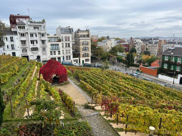 Weinberg mitten in Paris