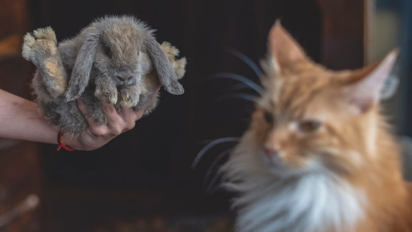 Kaffee trinken unter exotischen Tieren