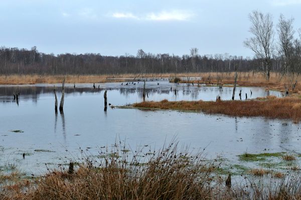 Mystische Moorlandschaften erkunden