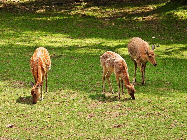 Begegnung mit Wildtieren in freier Natur