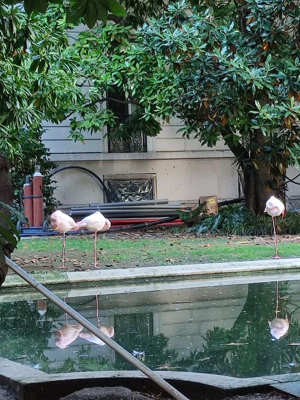 Überraschende Flamingos in Mailand