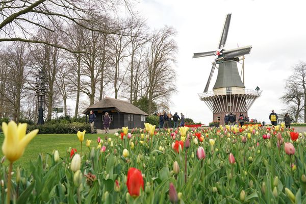 Farbenpracht im Tulpenmeer