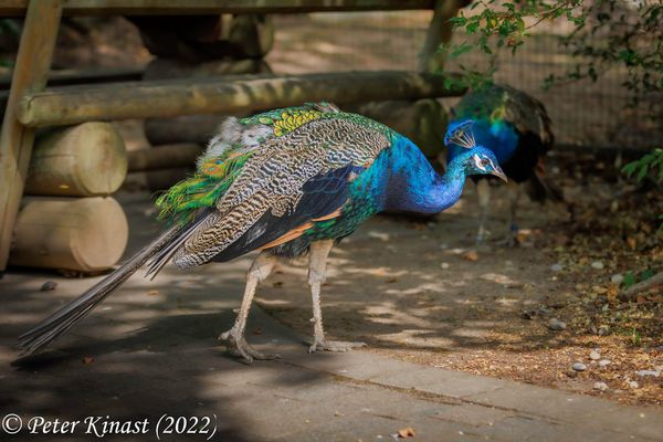 Exotische Tiere in Darmstadt