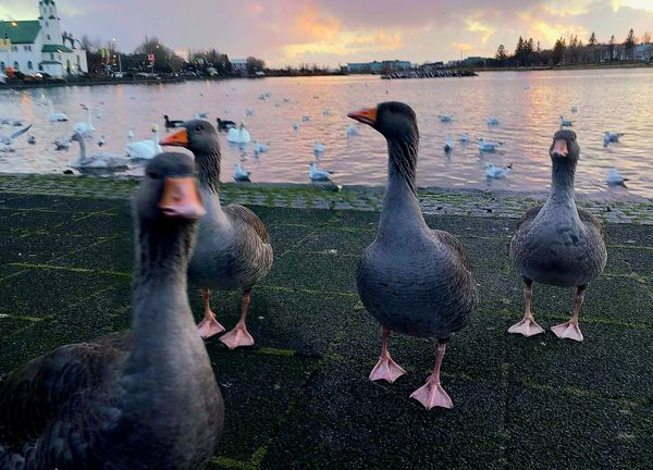 Vögel beobachten im Stadtzentrum