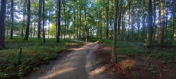 Natur pur in Sieberts Wald entdecken