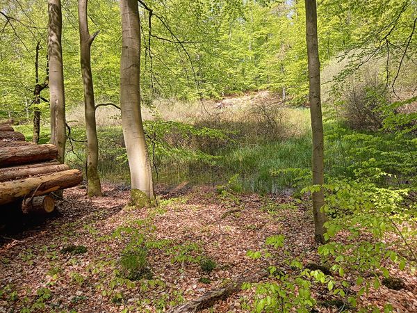 Erholung pur an den Uckermärkischen Seen