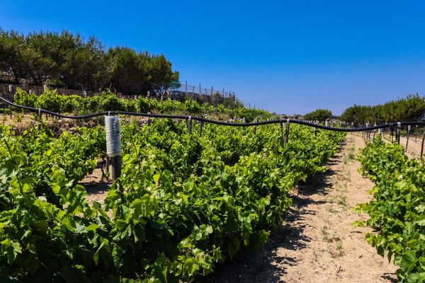 Wein trifft Schokolade