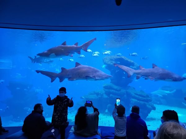 Eintauchen in die faszinierende Unterwasserwelt