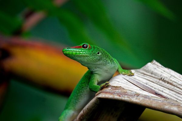 Exotische Tiere hautnah erleben