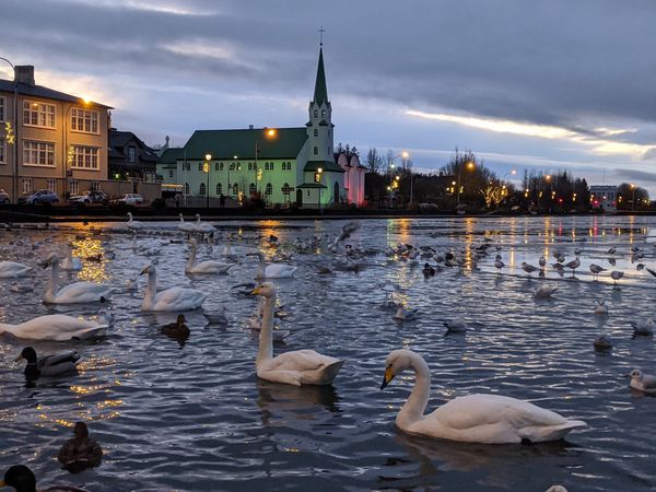 Vögel beobachten im Stadtzentrum