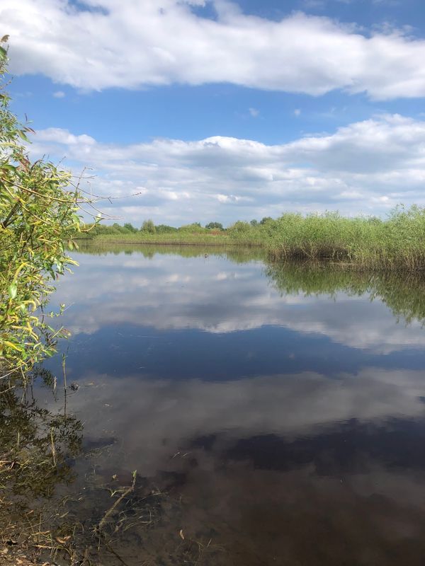 Uralte Eichenhaine in unberührter Natur