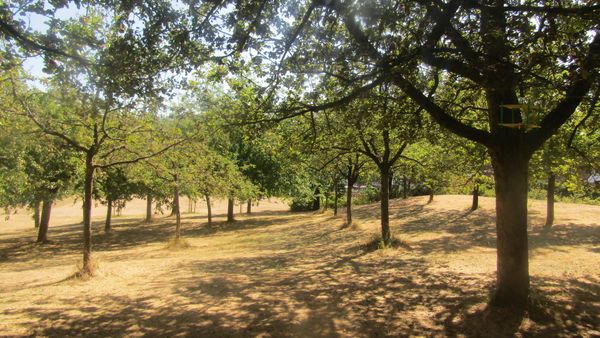 Verborgener Garten mit Weinberg