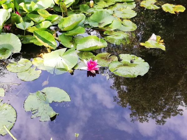 Oase der Ruhe und Schönheit